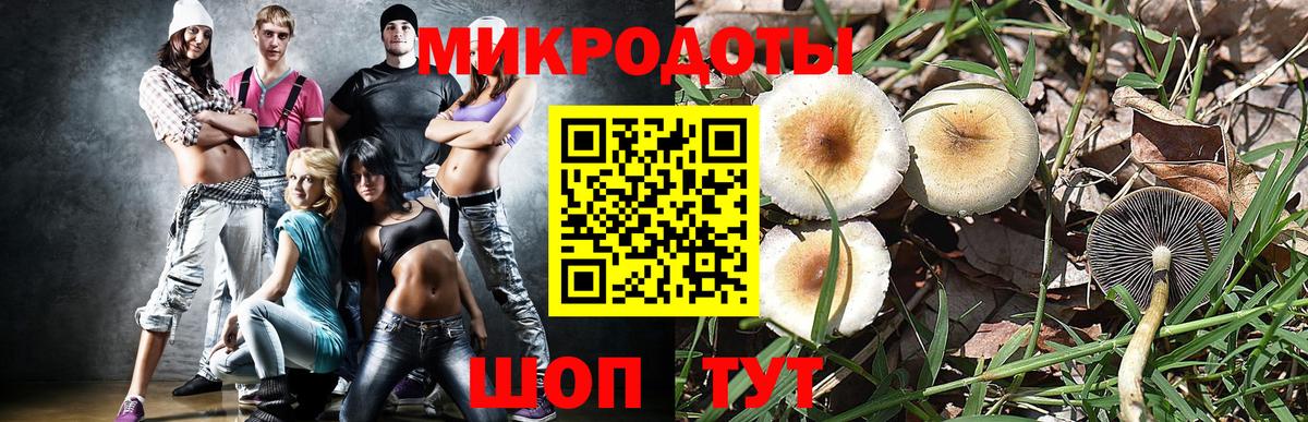 Псилоцибиновые грибы Psilocybe Гусиноозёрск